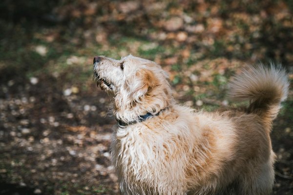 Choisir le nom parfait pour un corgi mâle : idées et conseils inspirants