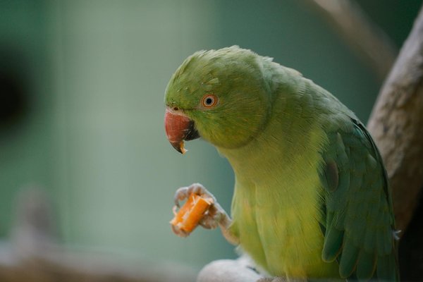 Histoire et origines du chat de gouttière