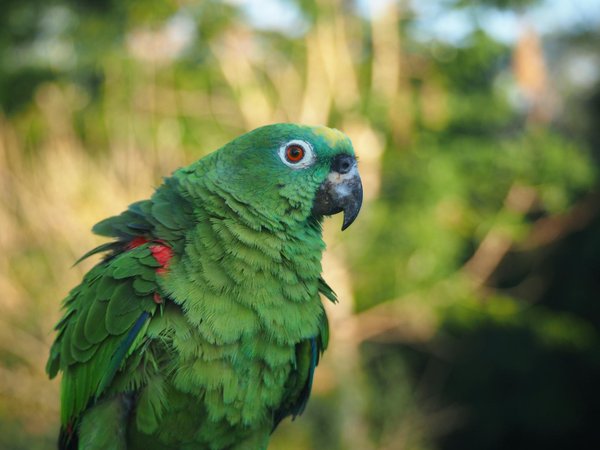 Blog sur les chats : un univers dédié au bien-être félin