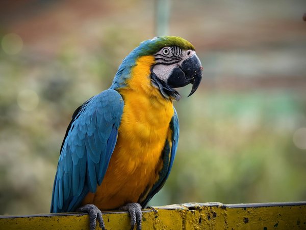 Comment socialiser votre chien pendant une balade